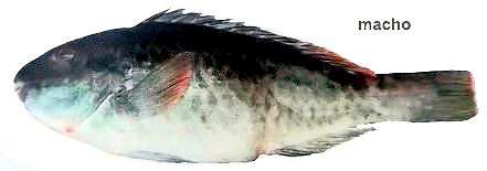 Sparisoma cretense_0011